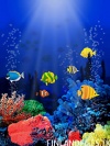 Reef beautyful fish image [FINLANDFILES.TK]